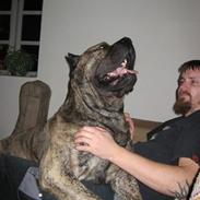 Dogo canario GRAN Titilar - Rocky