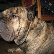 Dogo canario GRAN Titilar - Rocky