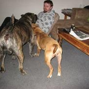 Dogo canario GRAN Titilar - Rocky