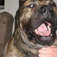 Dogo canario GRAN Titilar - Rocky