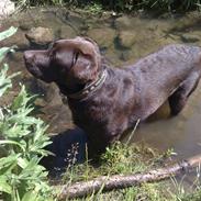 Labrador retriever Mocca