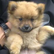 Pomeranian Knuddi