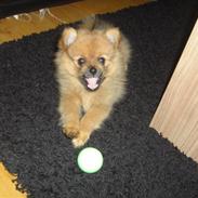 Pomeranian Knuddi
