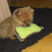 Pomeranian Knuddi