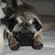 Mops Vesterborgs Nicky