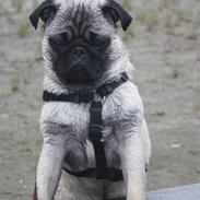 Mops Vesterborgs Nicky