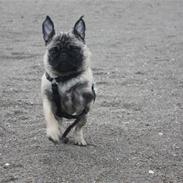 Mops Vesterborgs Nicky