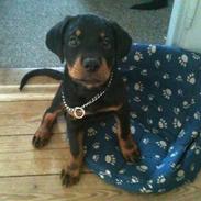 Rottweiler Pito