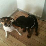 Rottweiler Pito