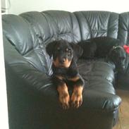 Rottweiler Pito