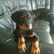 Rottweiler Pito