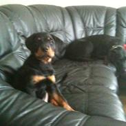 Rottweiler Pito