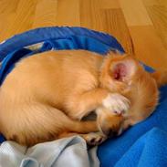 Blanding af racer Gabriel