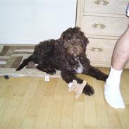 Blanding af racer bamse