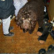 Blanding af racer bamse