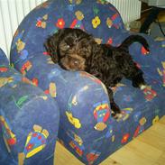 Blanding af racer bamse