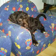 Blanding af racer bamse