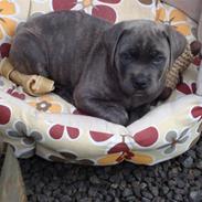 Cane corso Chilli