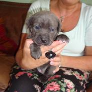 Cane corso Chilli