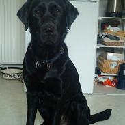 Blanding af racer Max