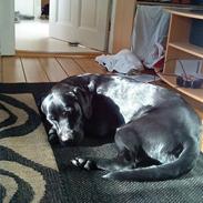 Blanding af racer Max