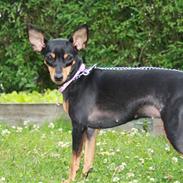 Dvaergpinscher chikita