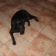 Labrador retriever Juelsgaardens NatFreya