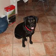 Labrador retriever Juelsgaardens NatFreya
