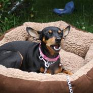 Dvaergpinscher chikita