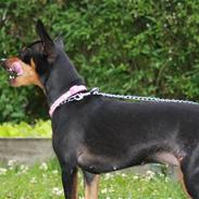 Dvaergpinscher chikita
