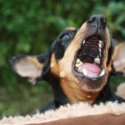 Dvaergpinscher chikita