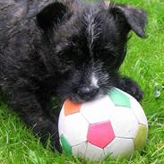 Blanding af racer Leo