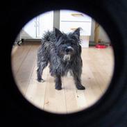 Blanding af racer Leo