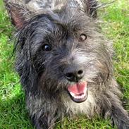 Blanding af racer Leo