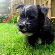 Blanding af racer Leo