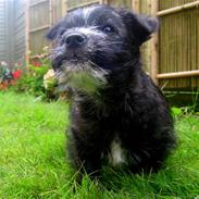 Blanding af racer Leo