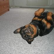 Rottweiler Halfie
