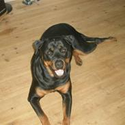 Rottweiler Halfie