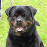 Rottweiler Zuma´s Don Benito
