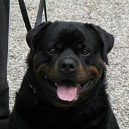 Rottweiler Zuma´s Don Benito