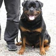 Rottweiler Zuma´s Don Benito