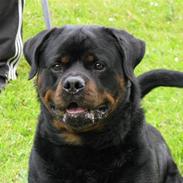 Rottweiler Zuma´s Don Benito