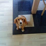 Blanding af racer **Malou**