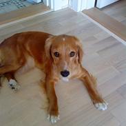 Blanding af racer **Malou**