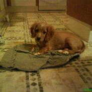 Blanding af racer **Malou**