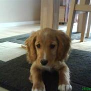 Blanding af racer **Malou**