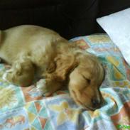 Blanding af racer **Malou**