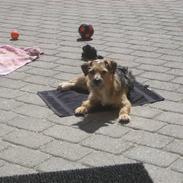 Blanding af racer Emma