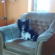 Blanding af racer Oliver