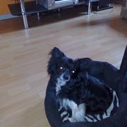 Blanding af racer Oliver